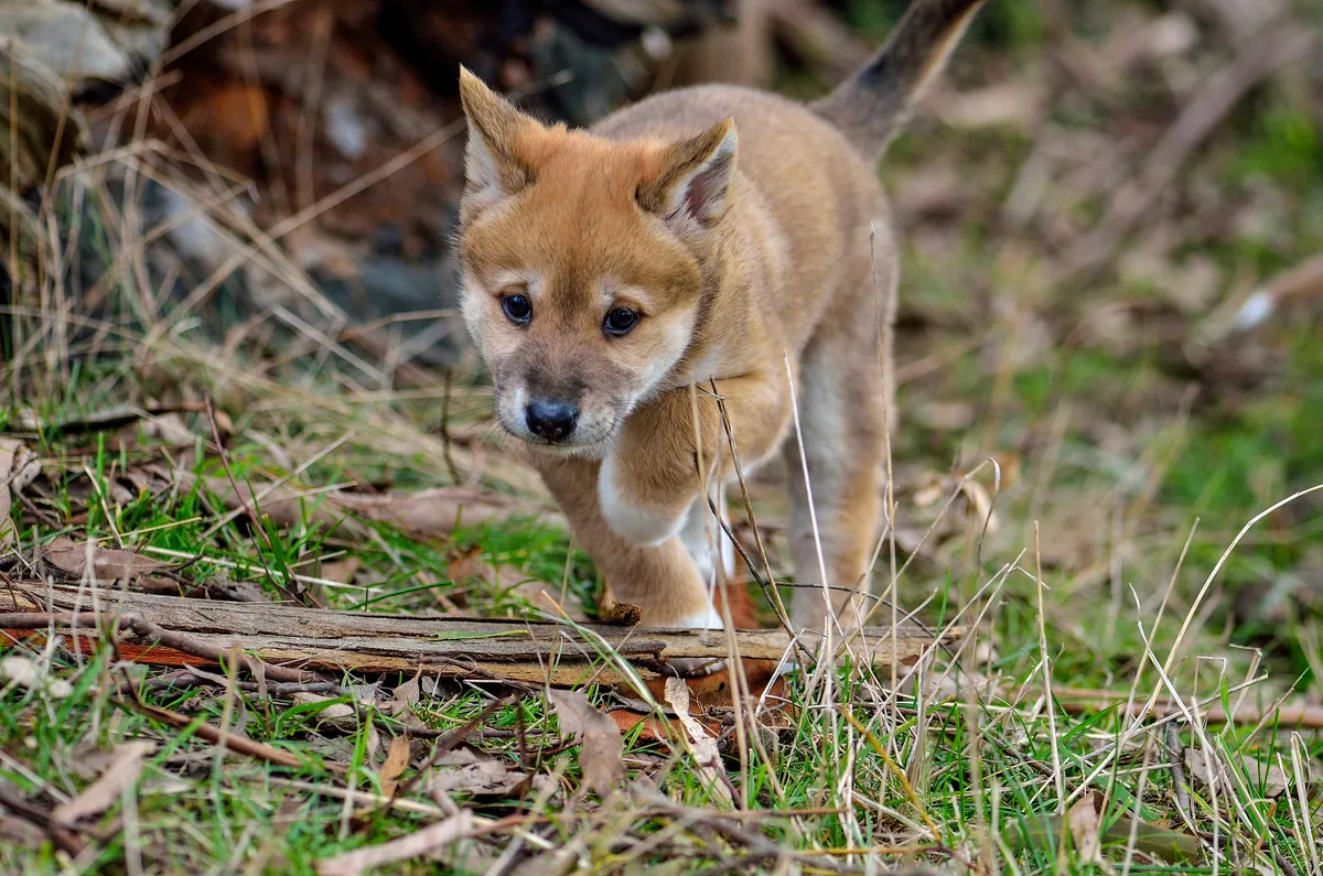 Dingo puppy walking through grass.