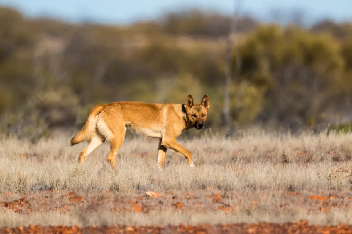 A dingo looking for some food