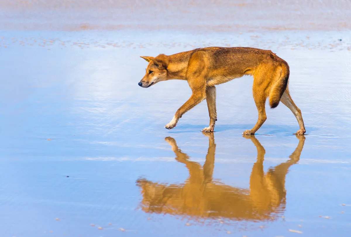 Dingo walking in the shallow water on a beach.