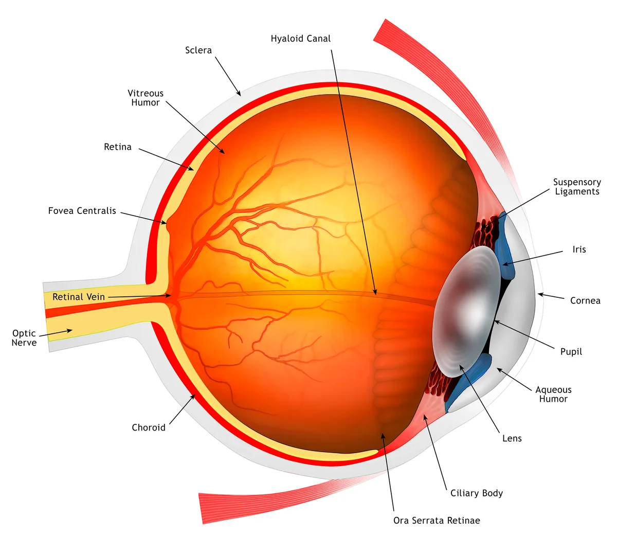 Illustration of the anatomy of a human eye