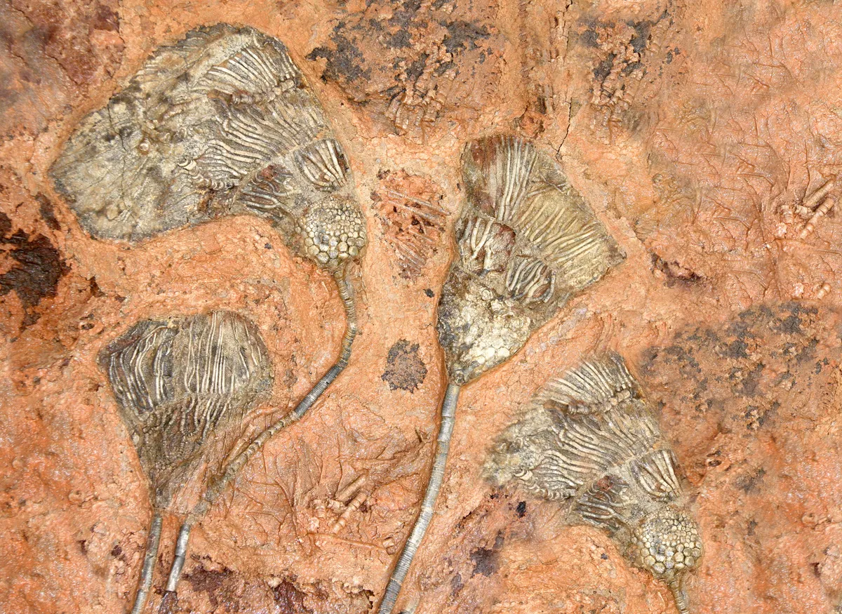 Petrified fossil crinoids in stone.