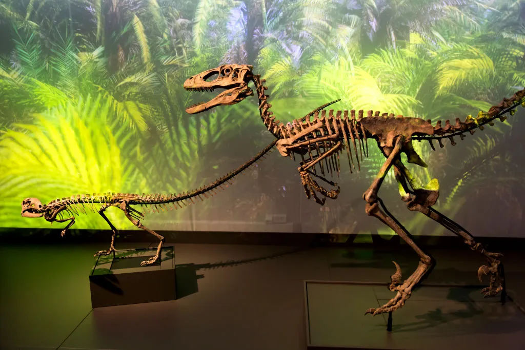 Two dinosaur skeletons in front of a jungle background.