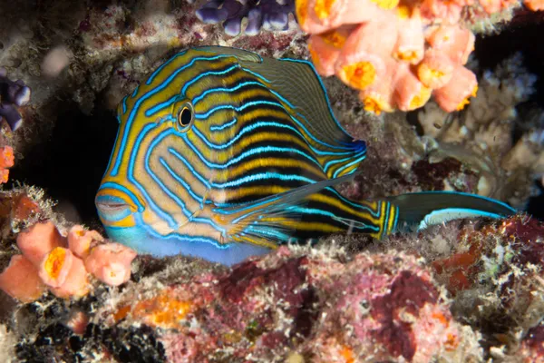 Do fish make noises? - Discover Wildlife