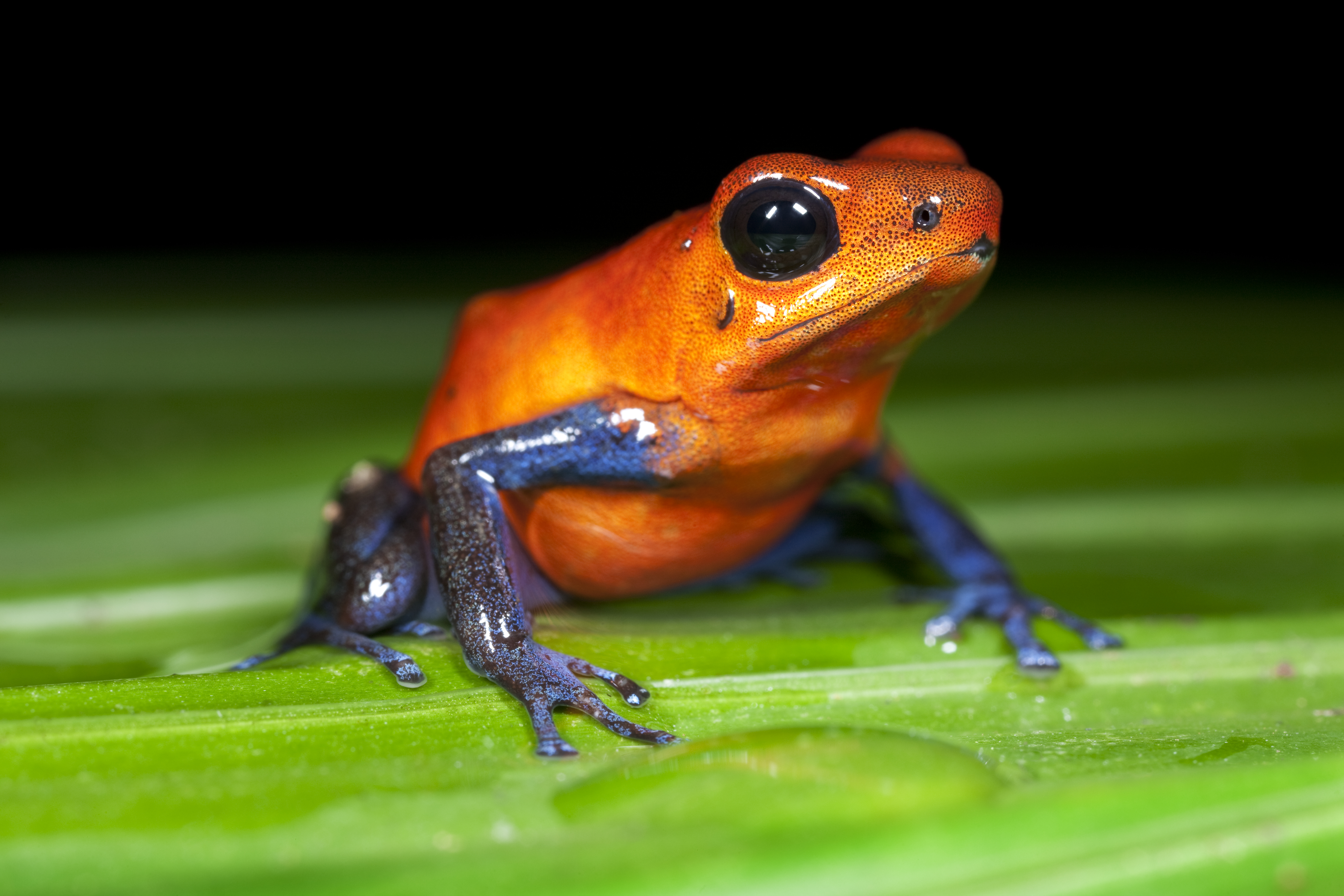 10 most poisonous animals, from frogs to sharks. There may be some