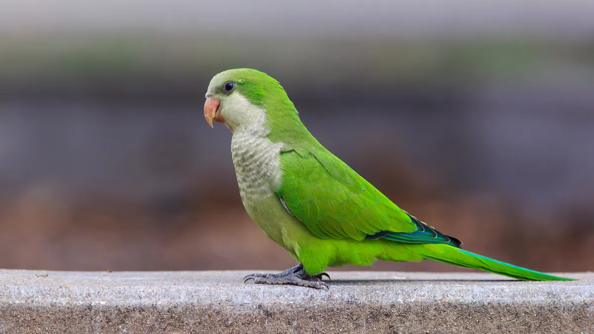 A green parakeet on a stone curb.