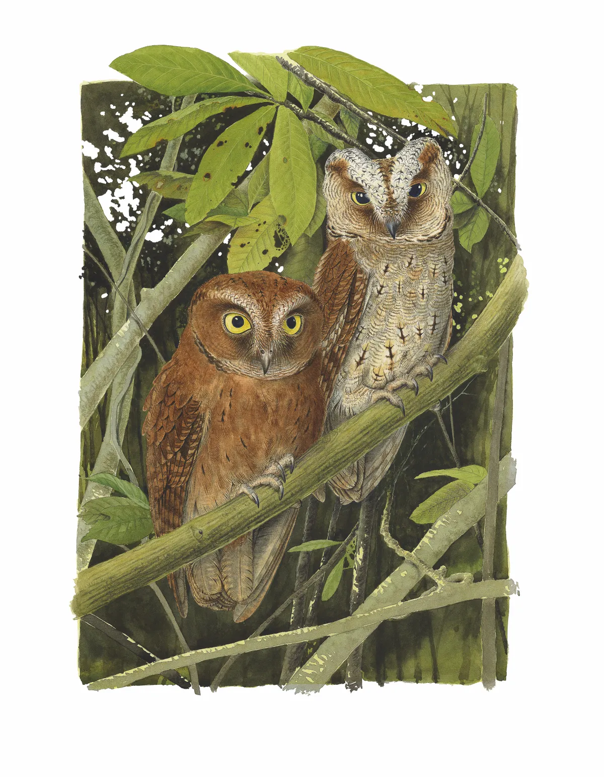Illustration of Principe scops-owl