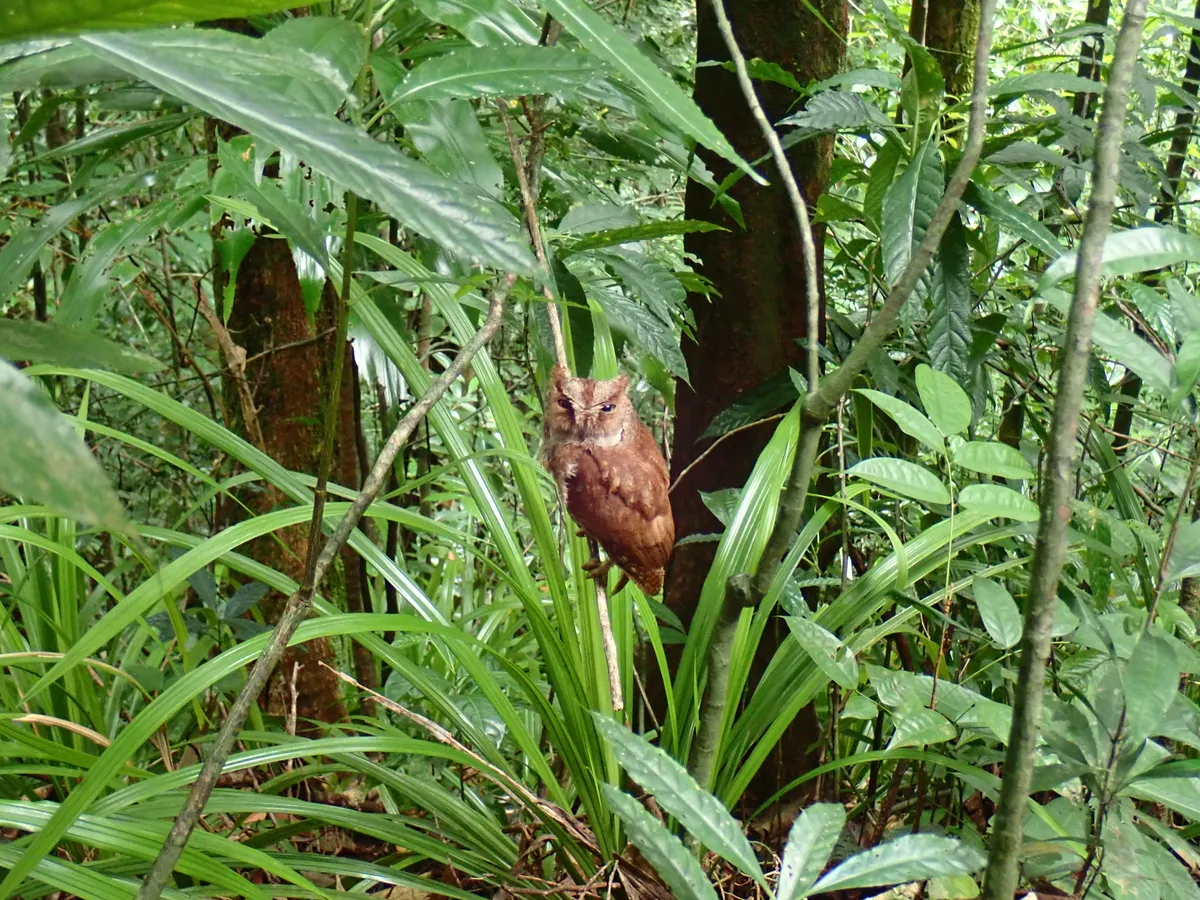 A brown owl photographed during the day in a forest.