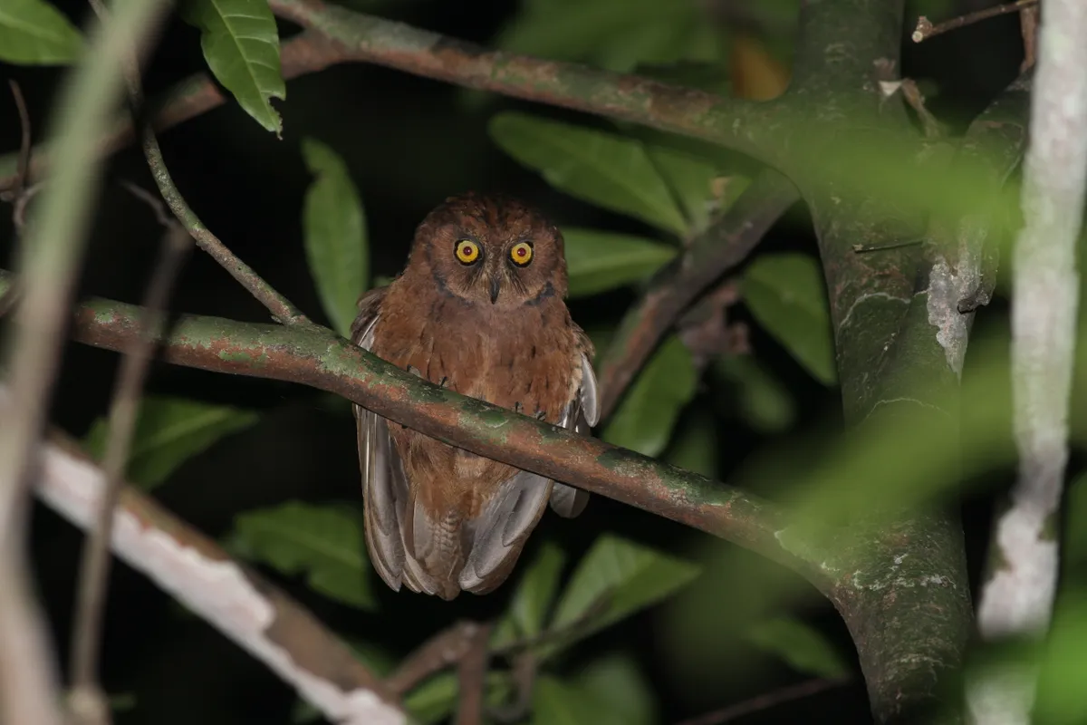 A brown owl photographed at night in a tree.