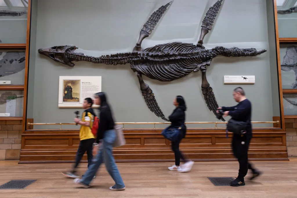 A Pliosaur fossil at the Natural History Museum