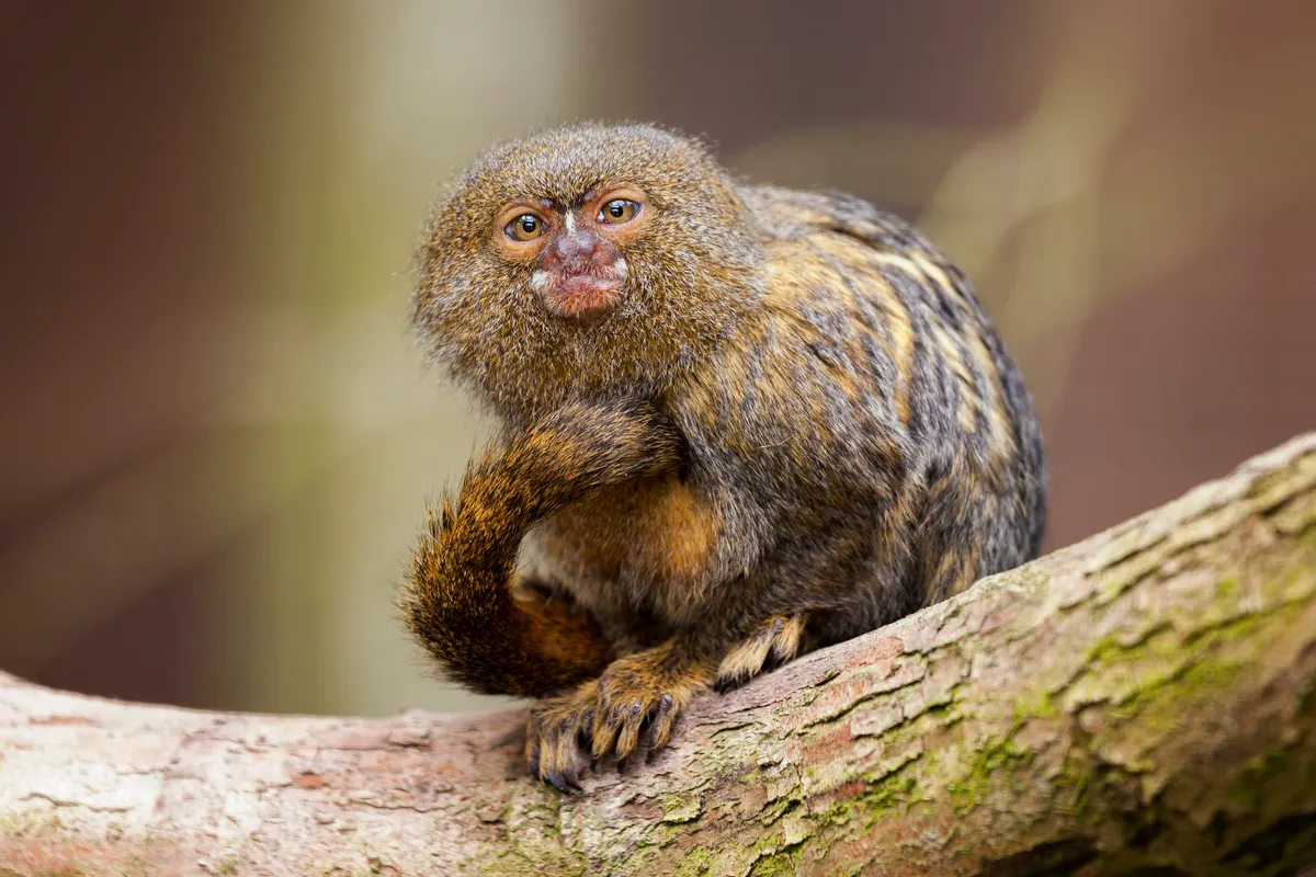 A pygmy marmoset perched on a tree branch, looking into the camera.