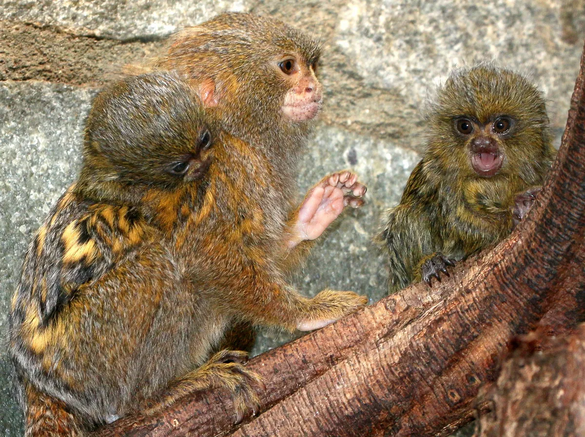 A female pygmy marmoset perched on a tree branch, with two babies. One is riding on her back the other is further along the branch with its mouth open.