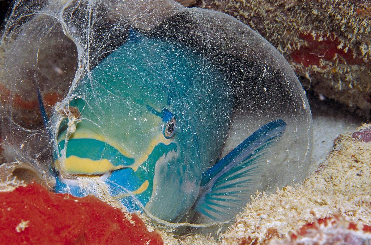 Microbubbles On Fish