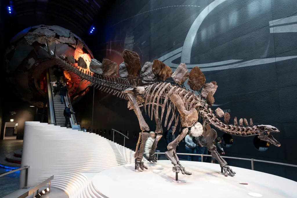 A Stegasaurus fossil at the Natural History Museum in London