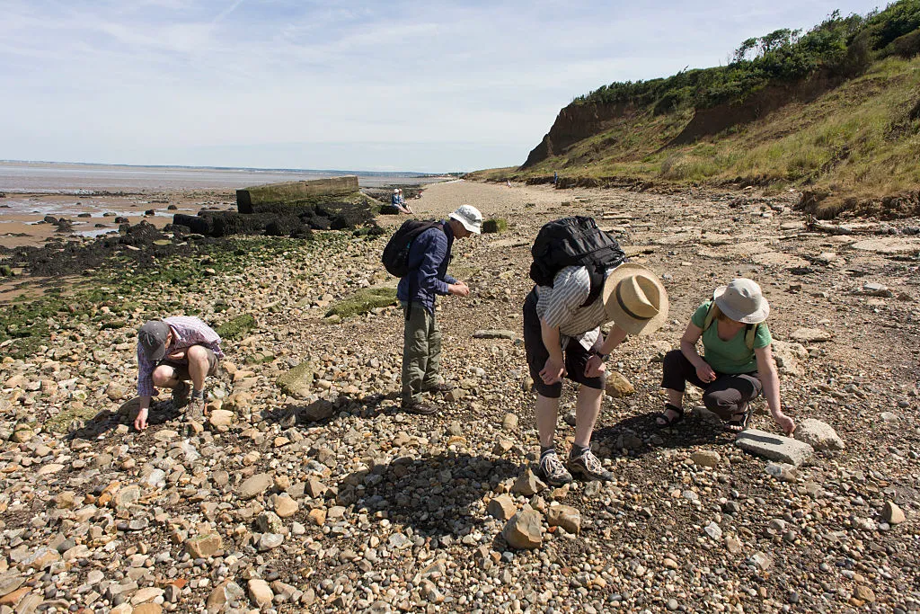 Fossil hunters bend down looking among Eocene rocks and stone at Warden Point