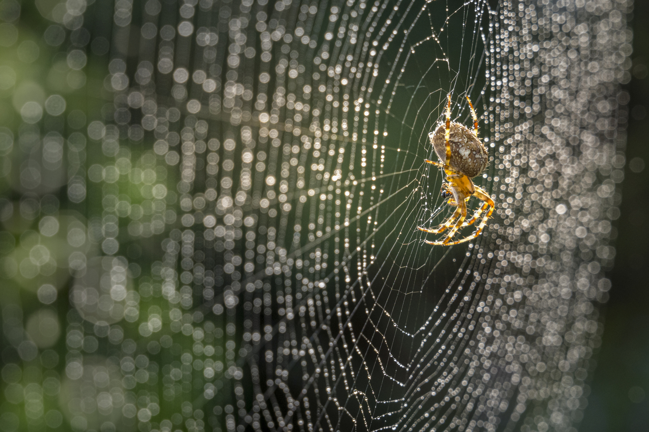 Why don't spiders get stuck in their own webs? - Discover Wildlife