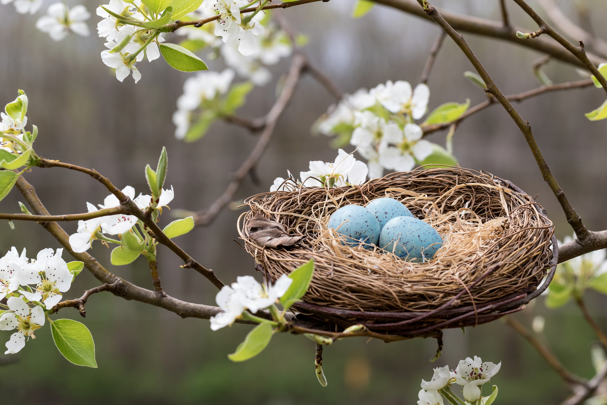 A guide to bird nests: how, where and why birds make nests
