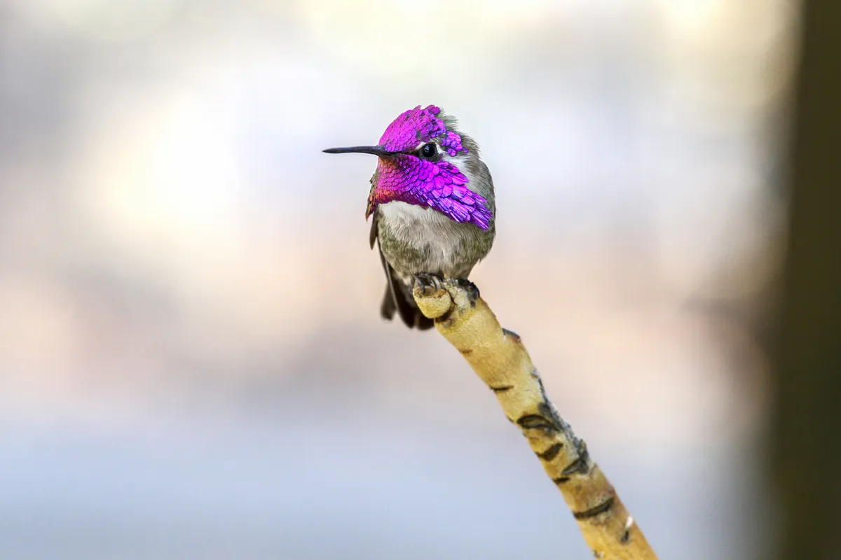 Costa’s Hummingbird is one of the smallest birds in the world