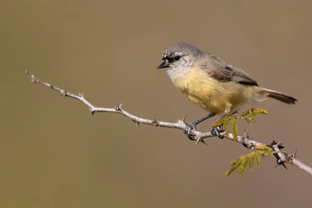 Cape penduline tit is one of the smallest birds in the world