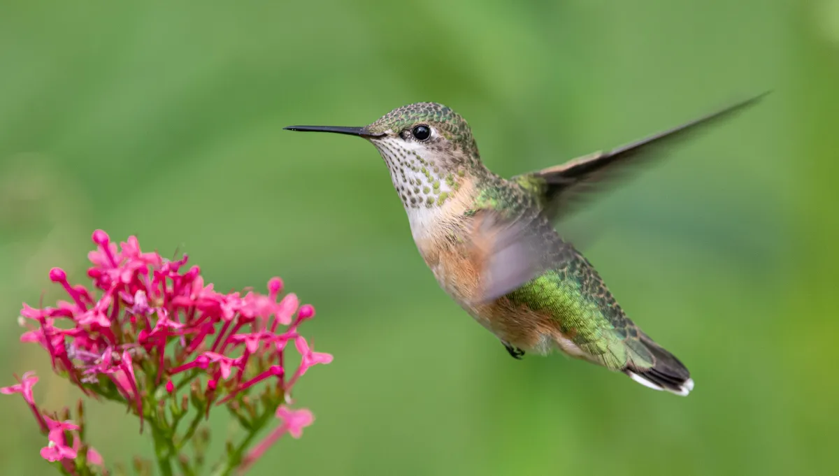 the Calliope hummingbird is one of the smallest birds in the world