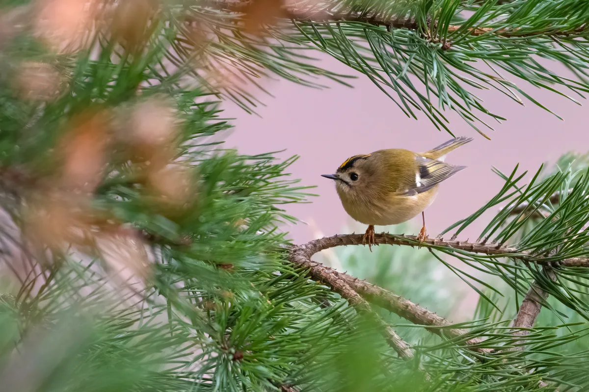 Goldcrest  is one of the smallest birds in the world