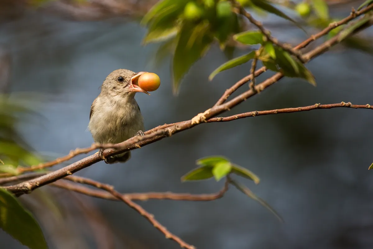 Pale-billed flowerpecker is one of the smallest birds in the world