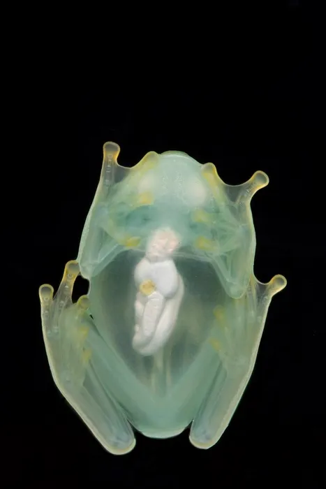 A male glassfrog photographed from below using a flash, showing its transparency while asleep. © Jesse Delia
