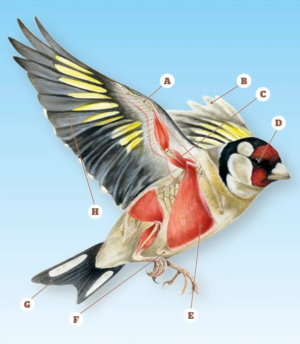 A diagram showing how birds fly