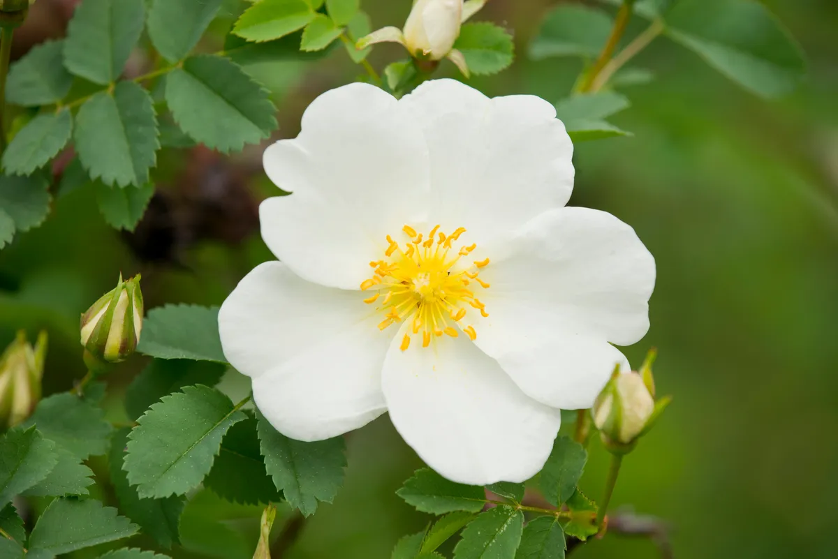 Wild rose with five white petals, with a background of green leaves.