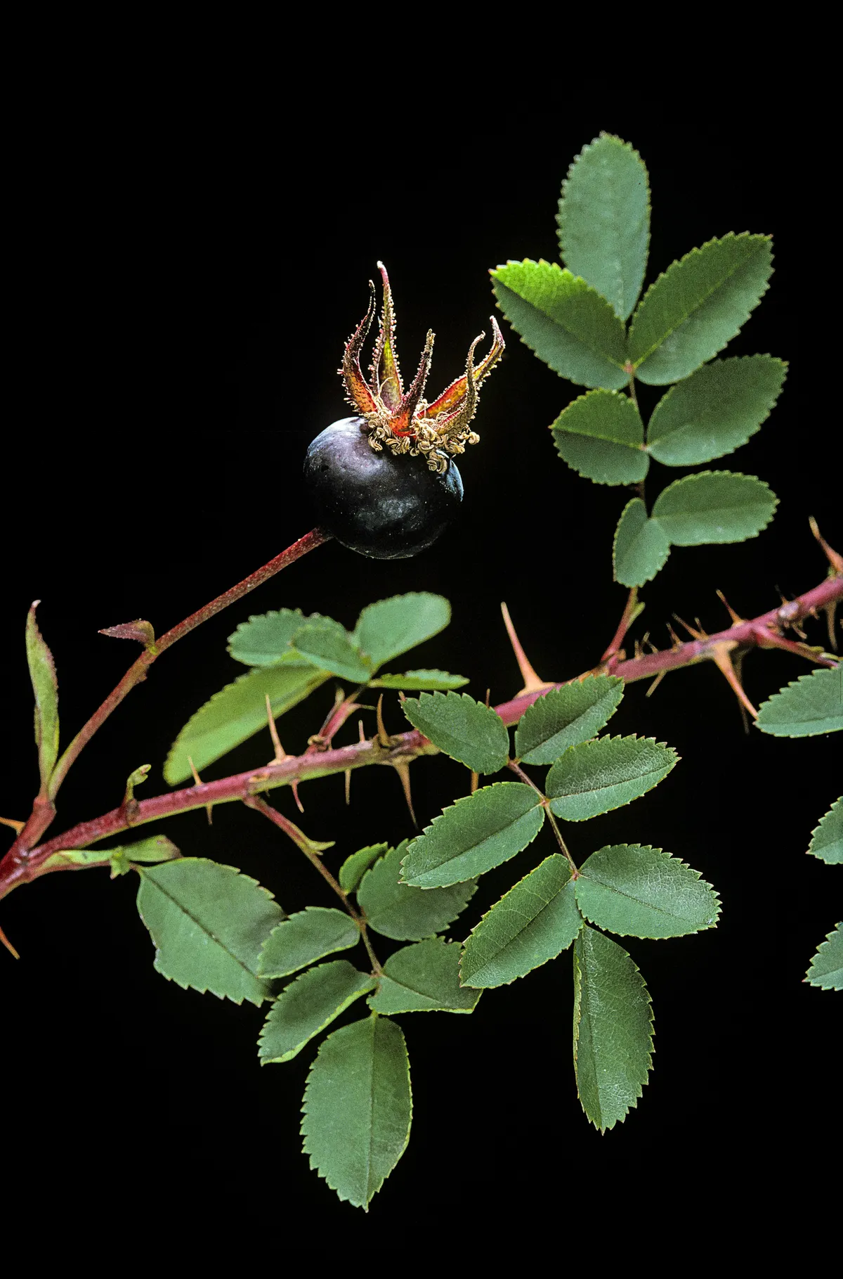 A black rosehip and green leaves, against a black background.