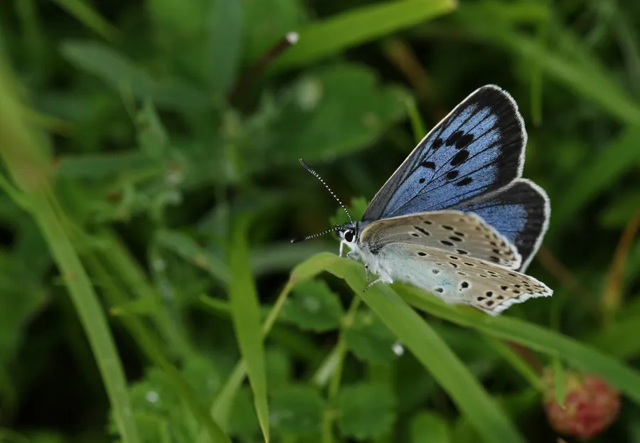 Do insects show signs of ageing? - Discover Wildlife