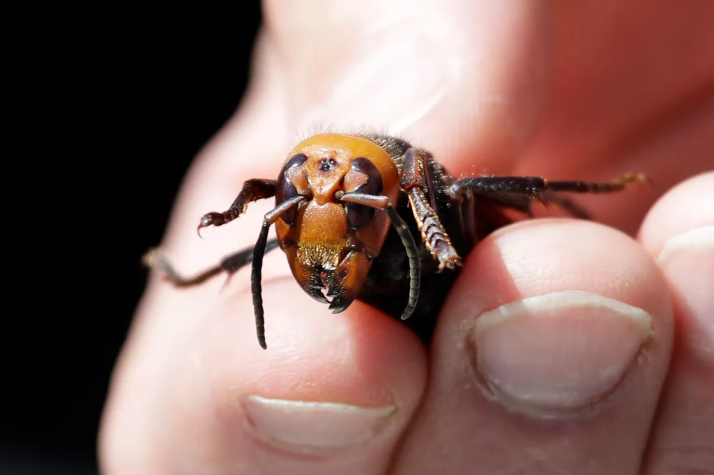 An Asian giant hornet held between someone's fingers.