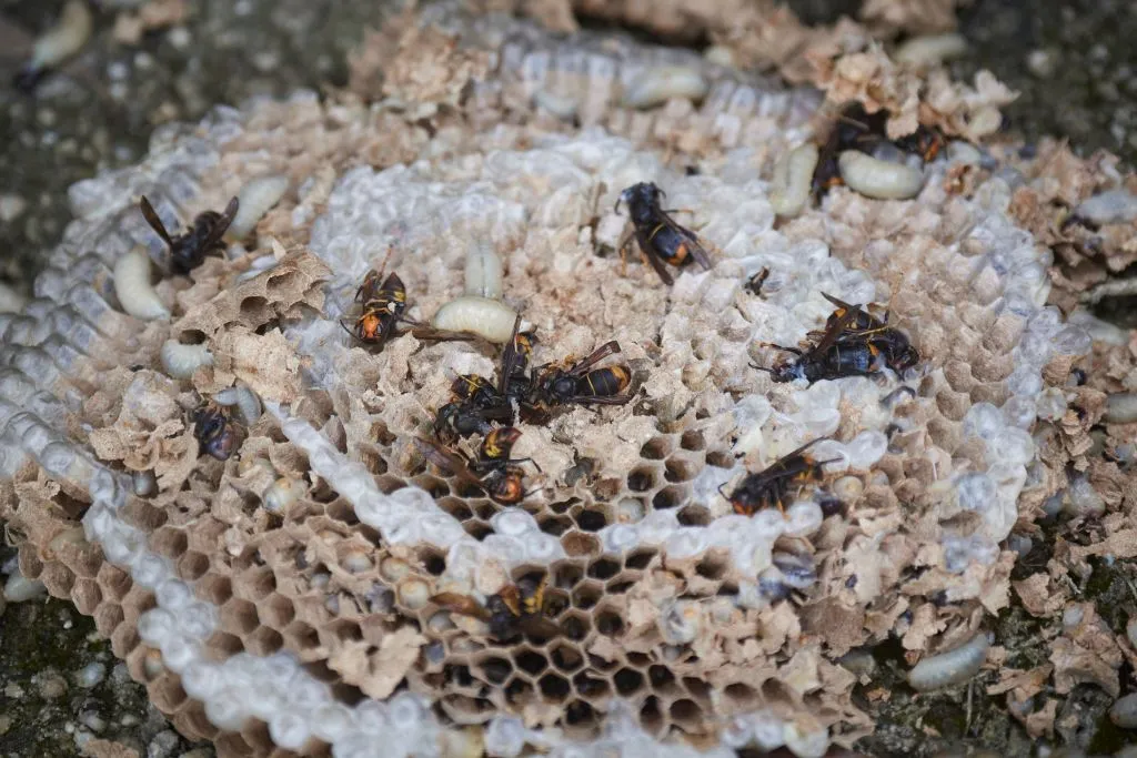Dead Asian hornets are pictured in their nest