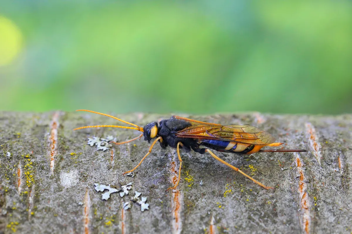 A giant woodwasp on tree bark.