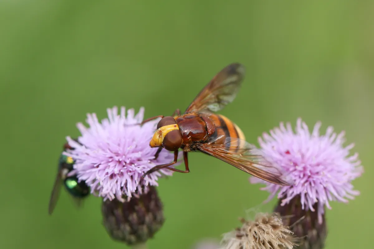 A hornet mimic hoverfly pollinating a thistle flower growing in a meadow.