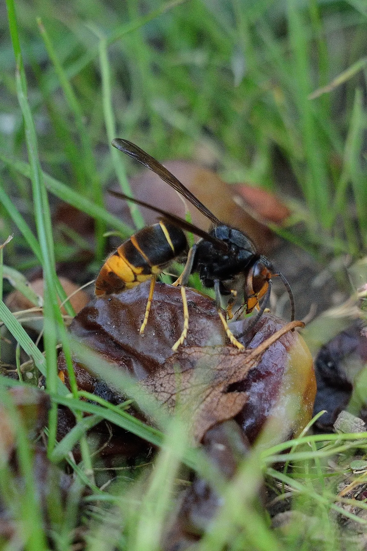 An Asian hornet on fallen fruit, amongst grass