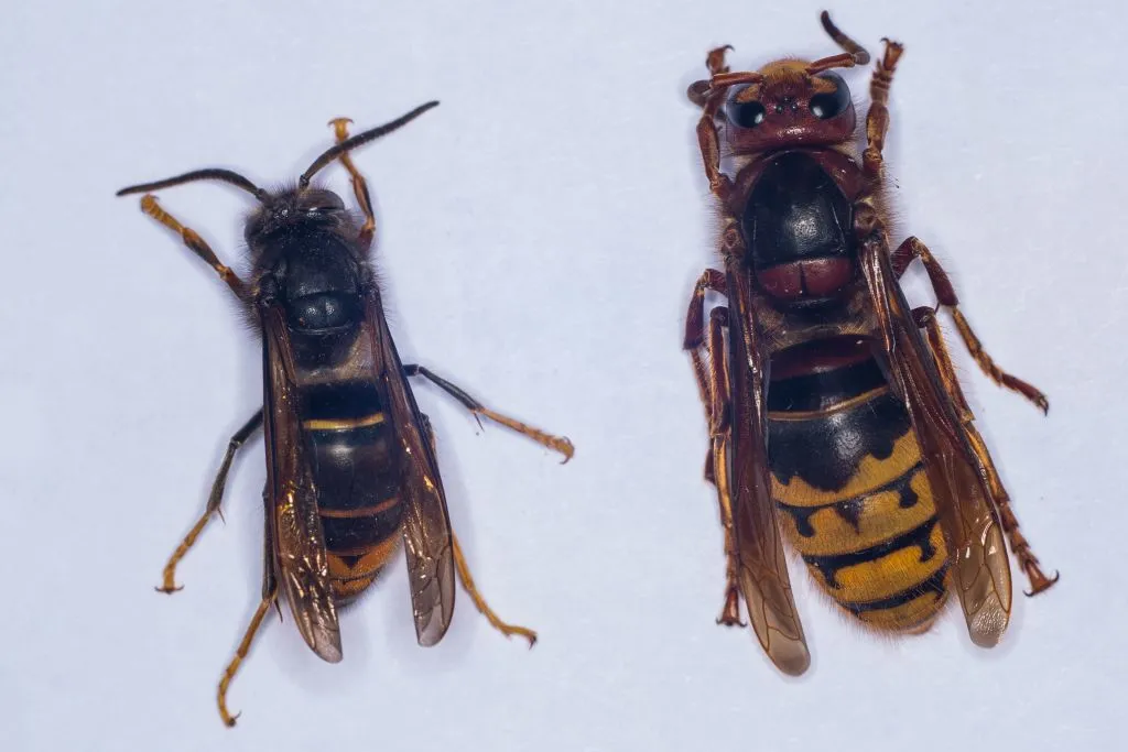A side-by-side comparison of an Asian hornet (left) and a European hornet (right) against a white background. 