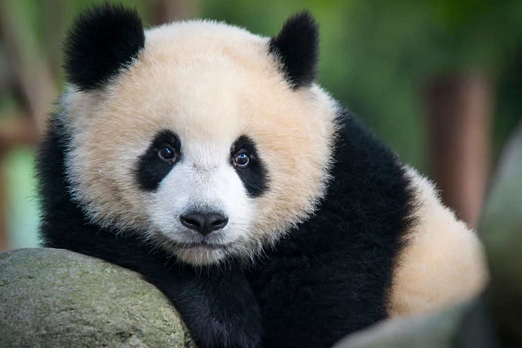 giant panda habitat facts