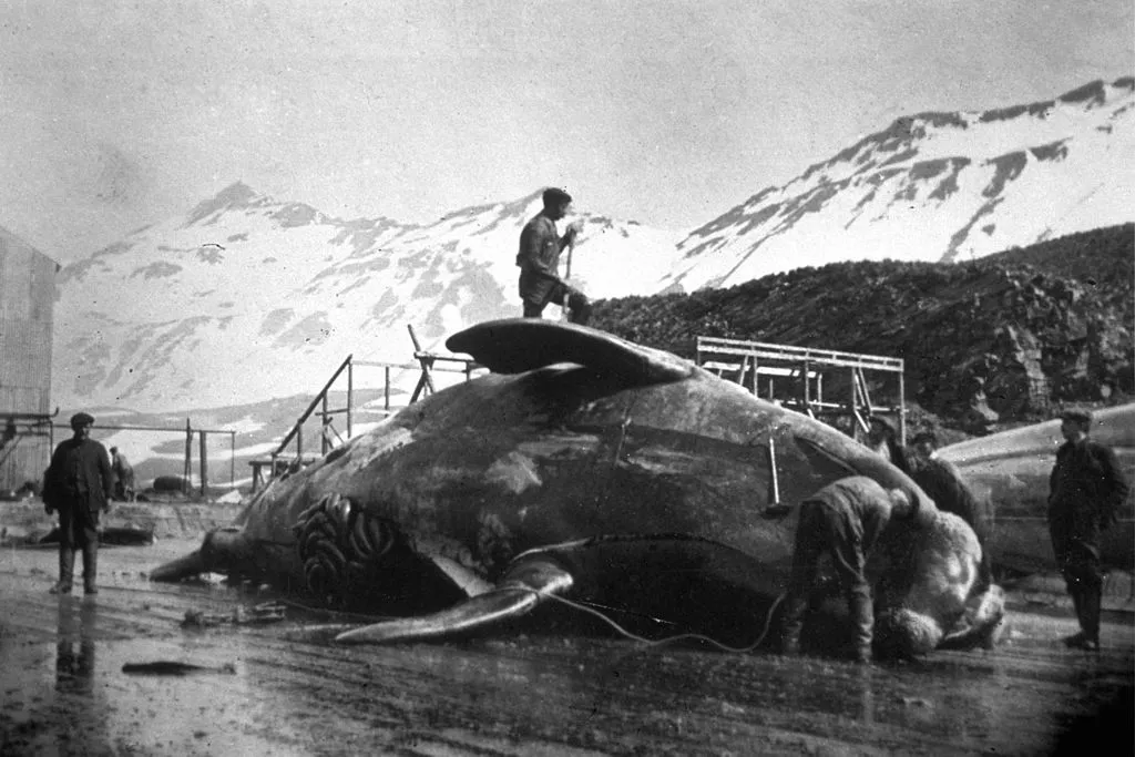 Black and white image of workmen dissecting a whale carcass.