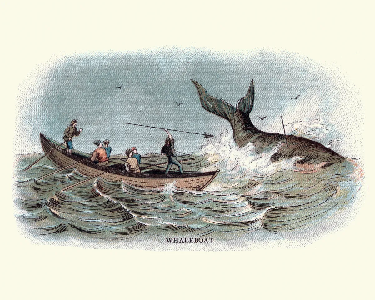Vintage engraving of 19th century whalers harpooning a whale from a whaleboat. 