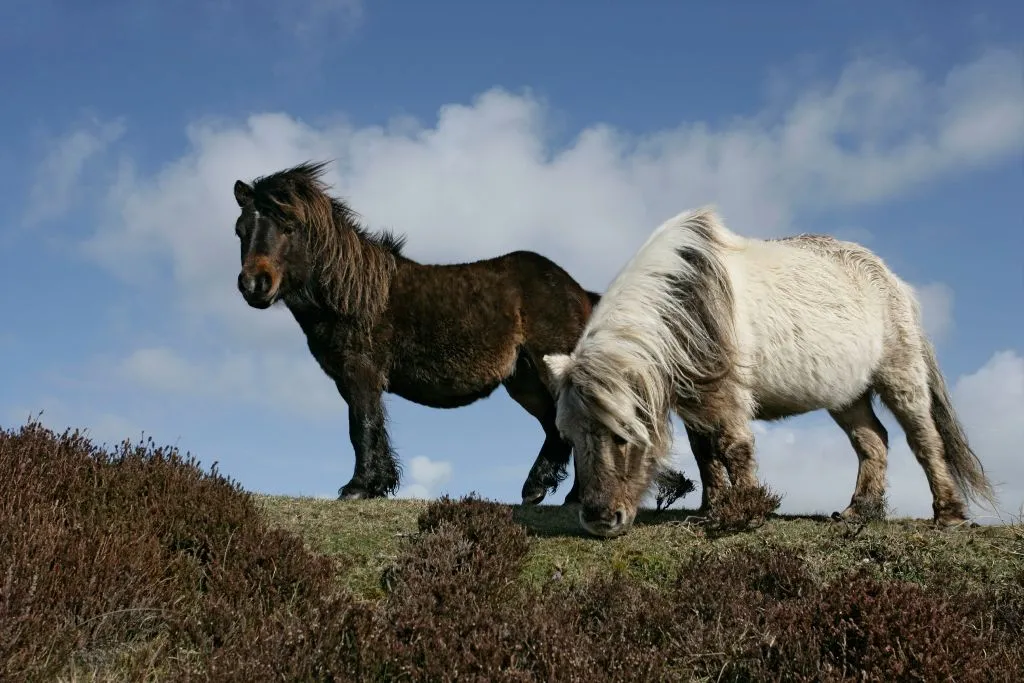Eriskay pony