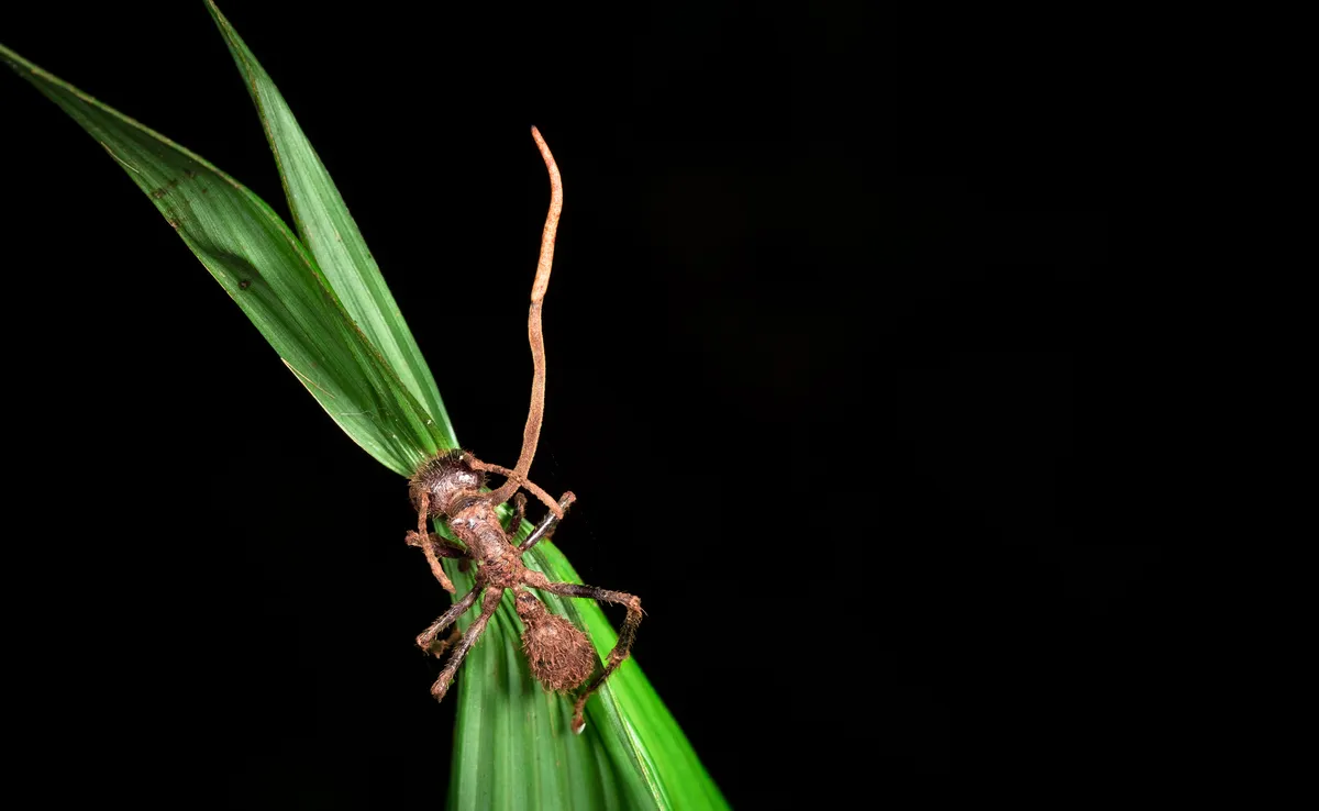 Cordyceps fungus growing from a bullet ant (Paraponera clavata) near Puerto Viejo de Sarapiqui, Costa Rica. © Kevin Wells/Getty