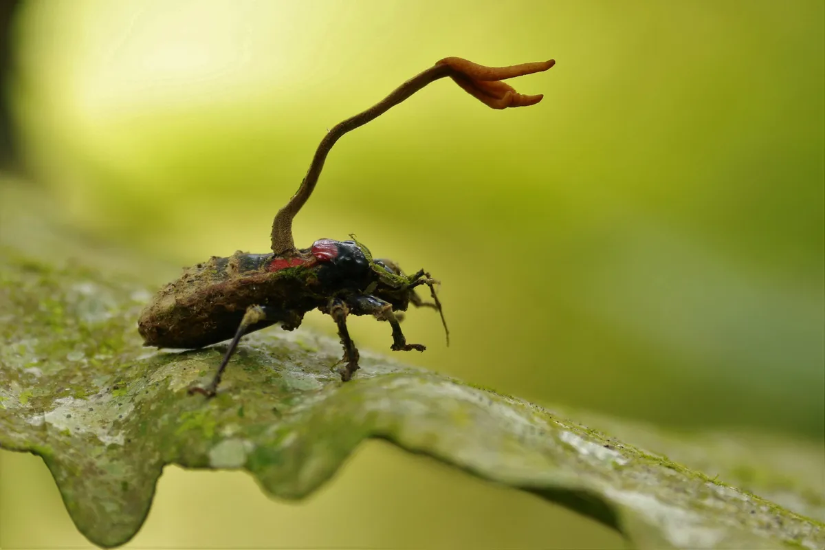 Cordyceps fungi emerging from an insect. © Luis Espin/Getty