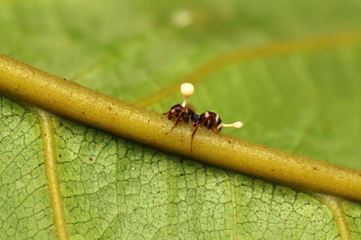 Cordyceps fungus emerging from an ant. © Reza Saputra/Getty