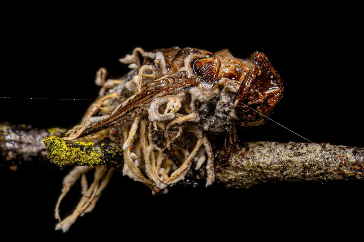 Dead adult Calyptrate fly by a fungus of the genus Ophiocordyceps. 