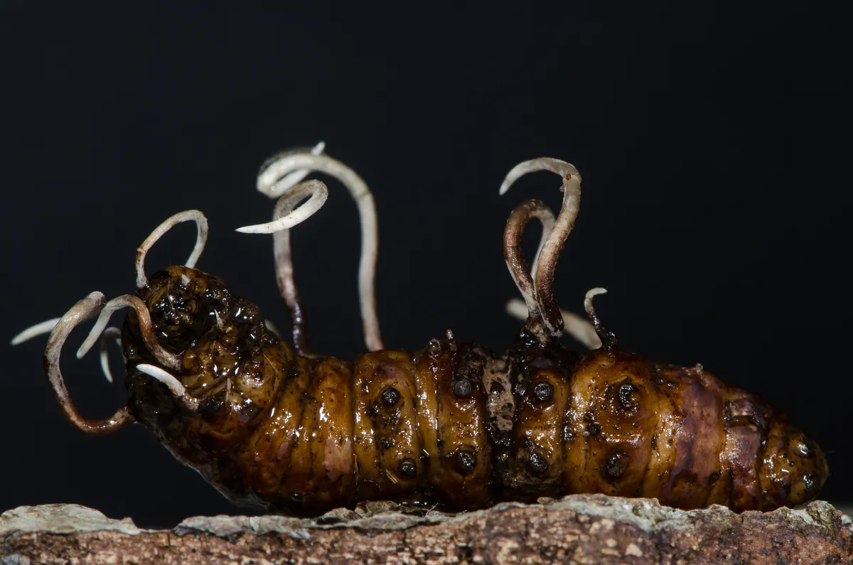 Cordyceps entomorrhiza emerging from body of larva of a longhorn beetle. © Ian Redding/Getty