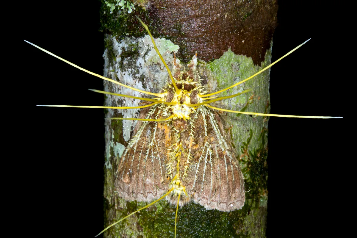 A large moth parasitised and killed by Cordyceps fungus in the Ecuadorian Amazon. © Dr Morley Read/Getty
