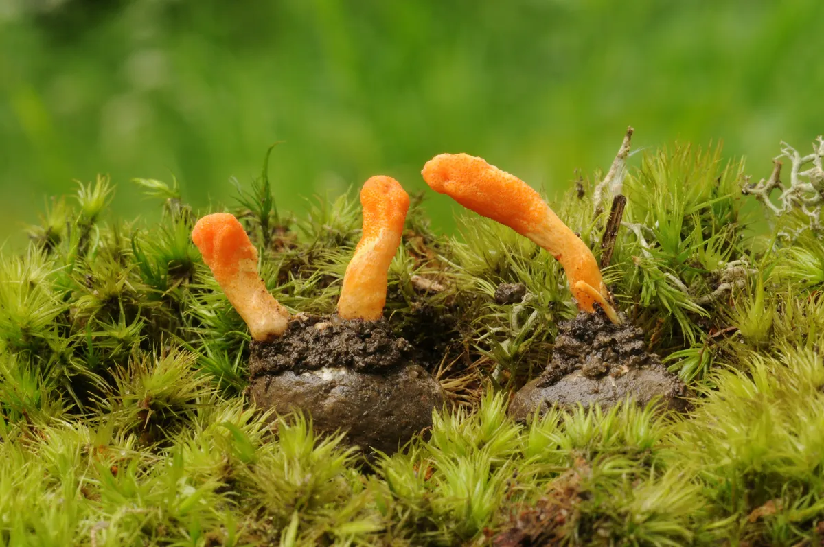 Cordyceps militaris fungus growing from a butterfly cocoon. © Getty