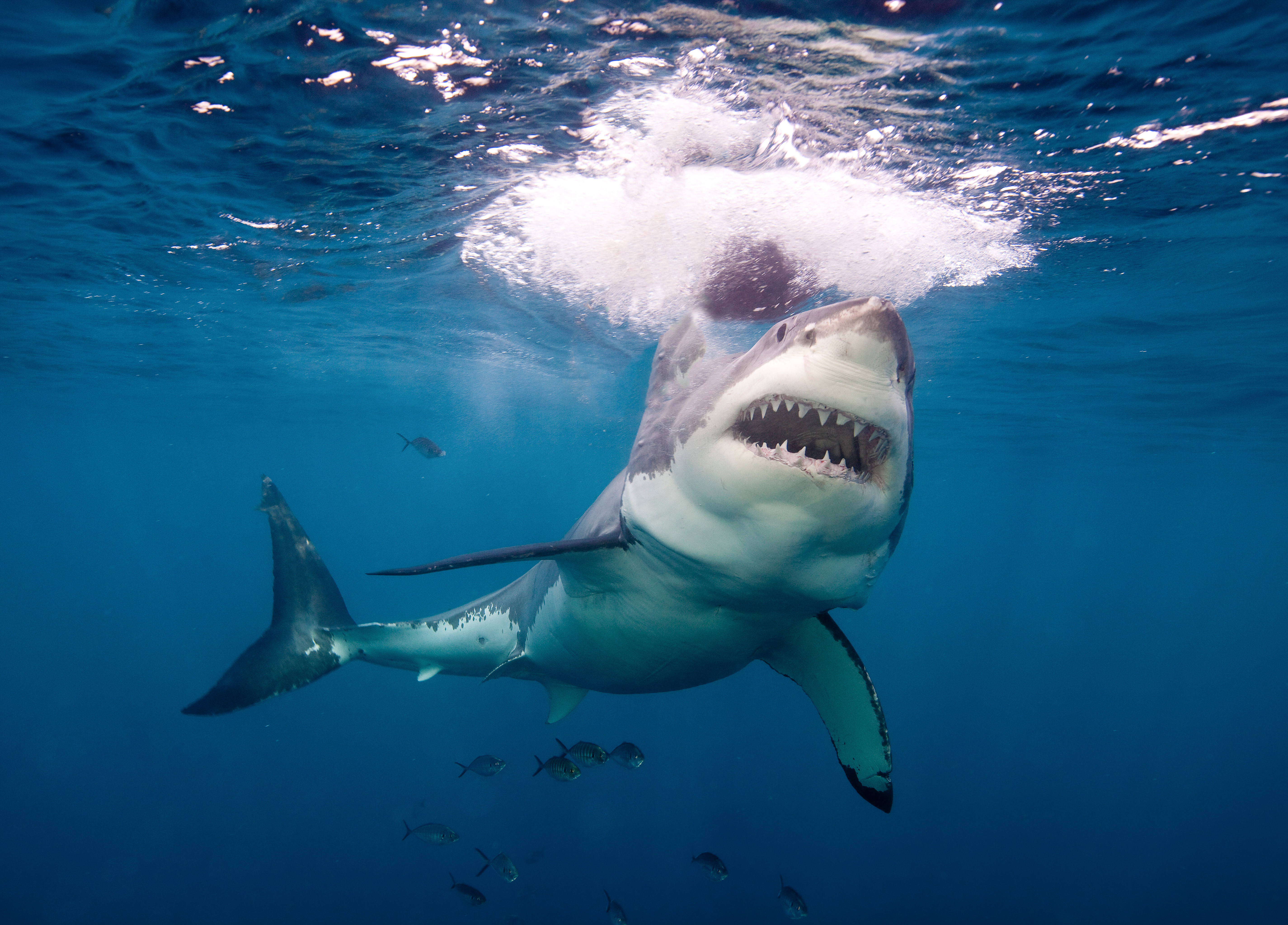 How many teeth does a great white shark have? - Discover Wildlife