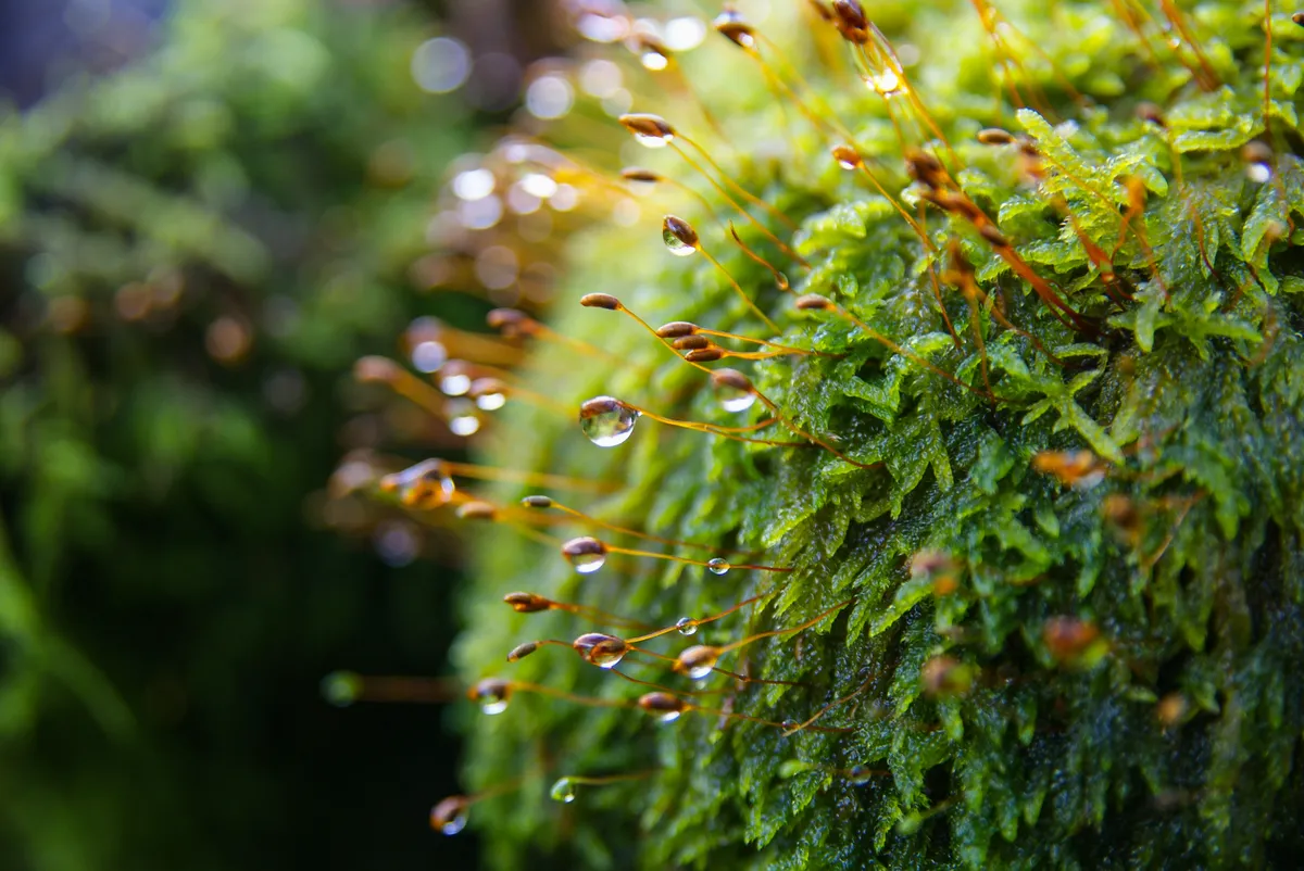 Close-up of morning dew on moss. 