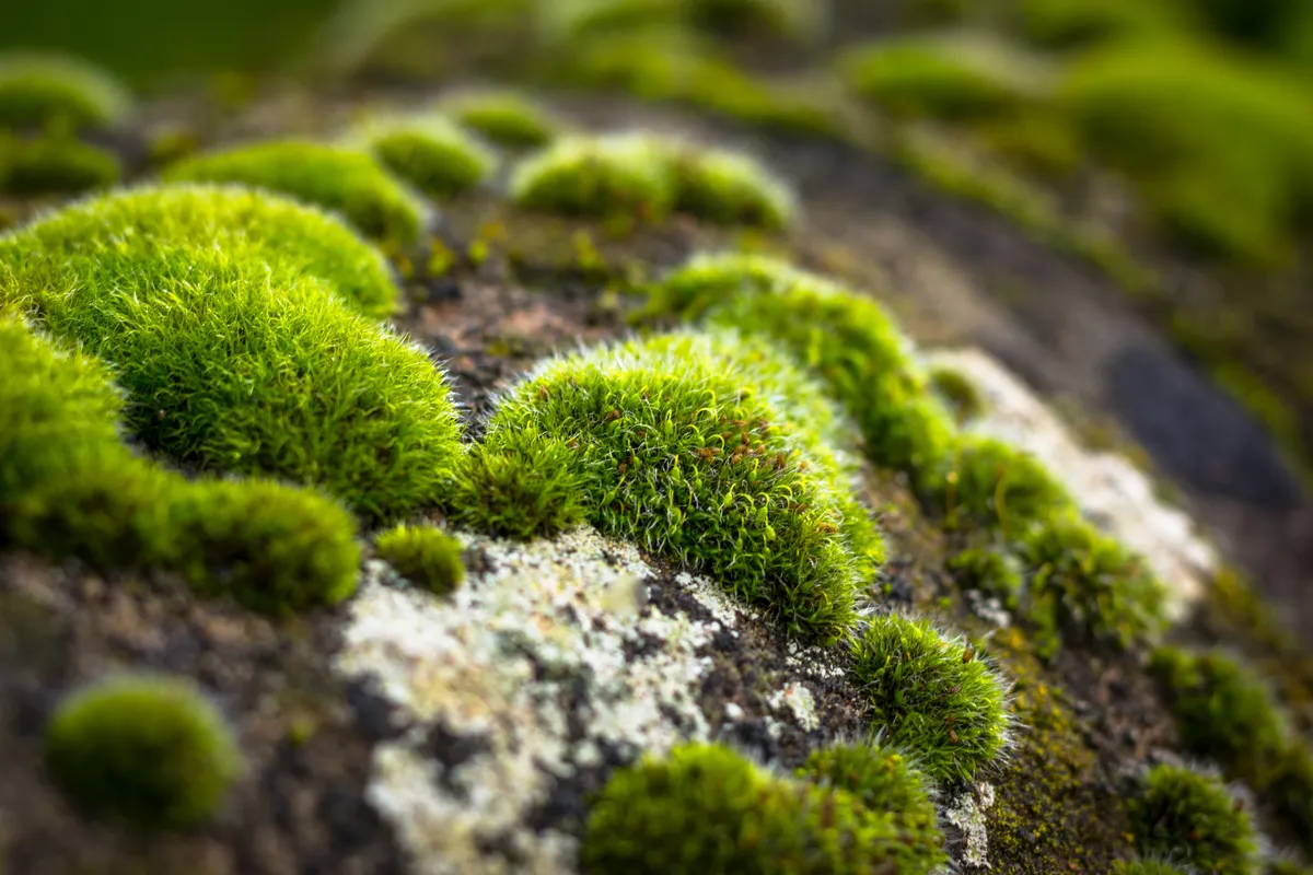 Close-up of moss-covered rocks.
